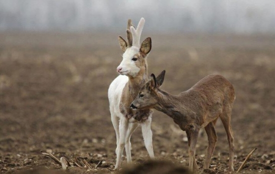 Příroda je mocná čarodějka