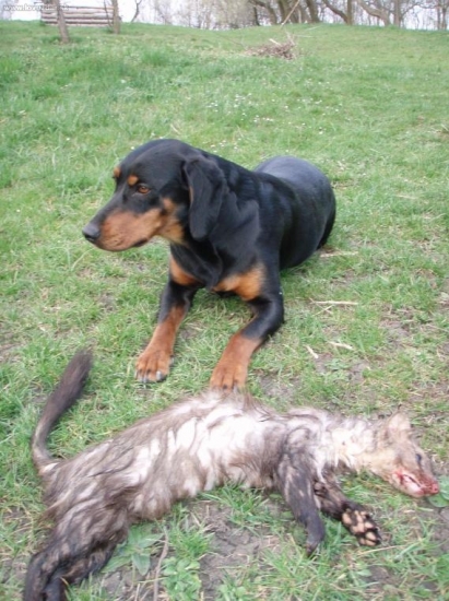 Zapomněla se ve dřevě a měla to spočítané