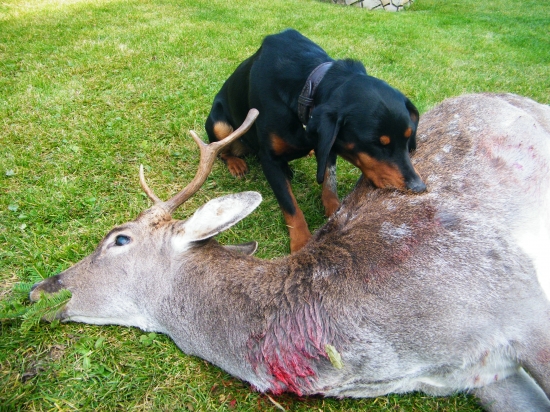 Dohledala si ho a usnula na něm