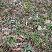 Není lepší to posbírat čerstvější?