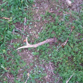 K tomu včerejšímu. Našel ho Hunter 1966.Asi 150 m od mého