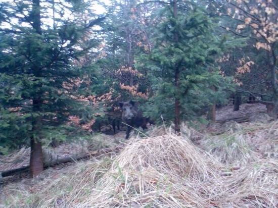 bachyně