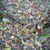 nechal mi je u plotu...