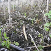 před chvilkou na poli