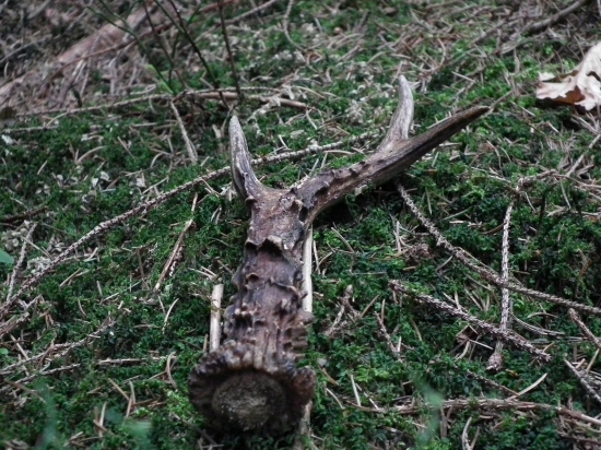 srnček si zabudol :)