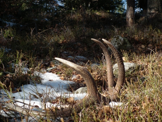kamaratov večny osmak :)