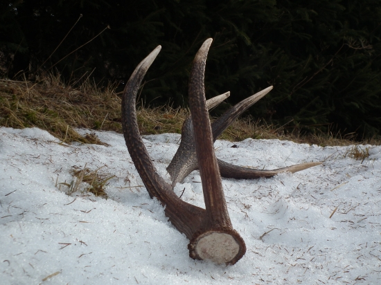 dnes to zase vyšlo :)