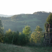 Murániky