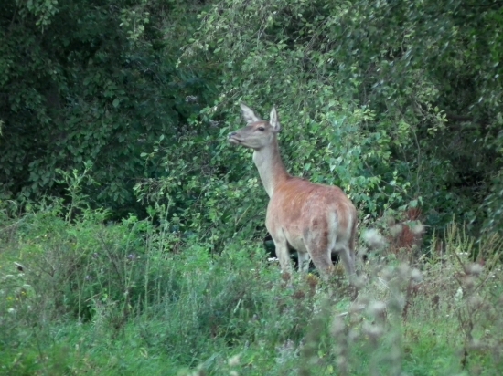 Jelenička