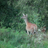 Jelenička