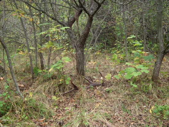 Tmavý jesenný osmačik :)