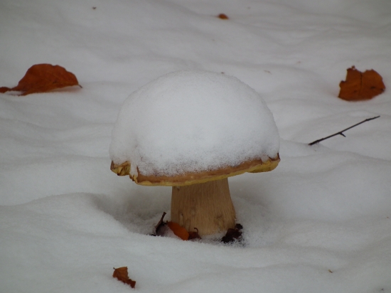 Ked sa dubáky ťažko hladaju :)