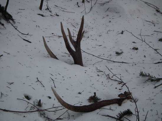 Jedľový 14-toračisko