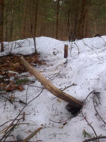 Po jelenom chodníčku minuloročný :)