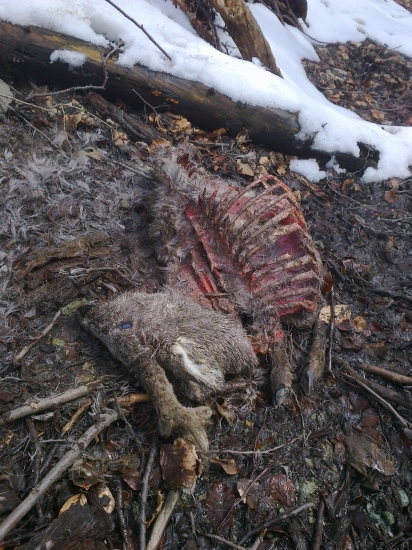 Proti trom vlkom nemal šancu.