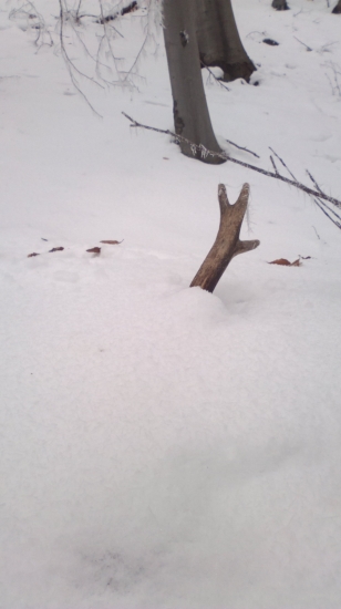 Na srnčom ležovisku.