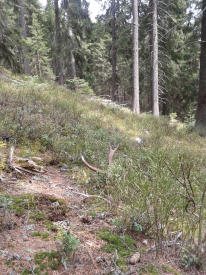 10torák z borovňaka