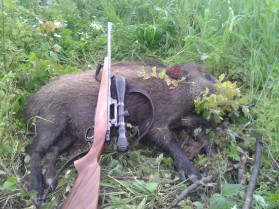 Lanštiačik z rána