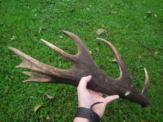 2parožie16torák(volna-príroda)...