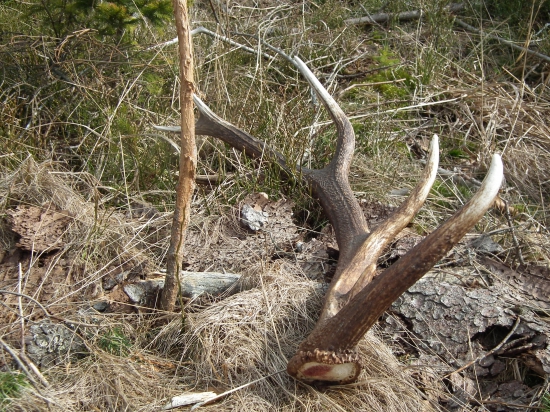 Starigáň pod smrečkom