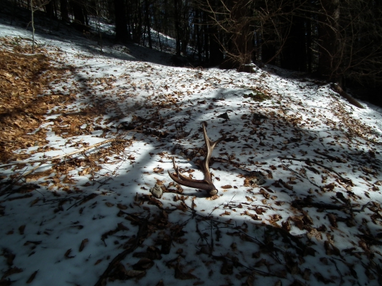 Minuloročný 2kilovec