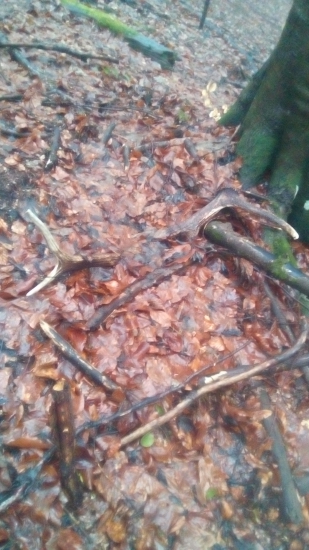 Minuloročný do páry