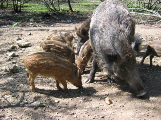 RODINKA