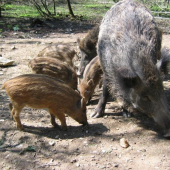 RODINKA