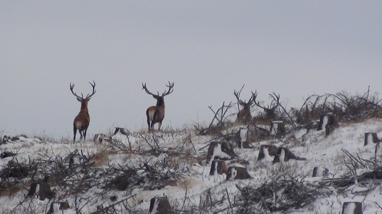 Krasavci na odchode...