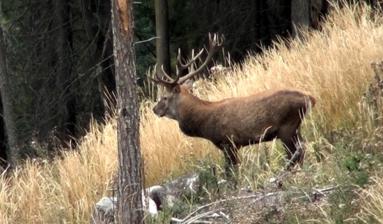 teba som nemohol prehliadnut:):) 14 torák