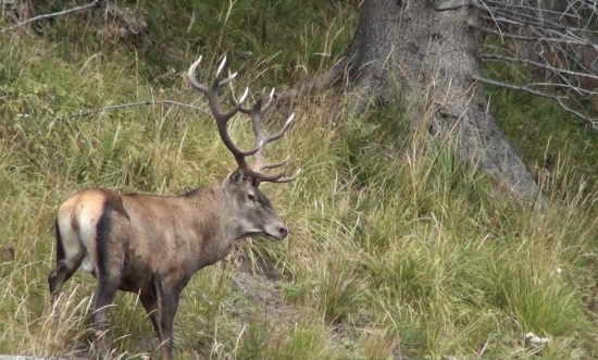 aj starší pánko sa ukazal
