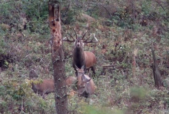 bal sa že mu ich preberiem:):):)