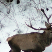 nepravidelný 12torák