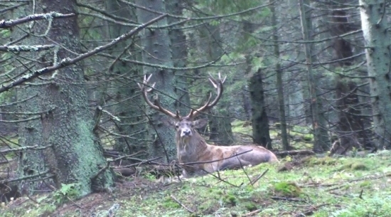 Starší pánko ma oddych...