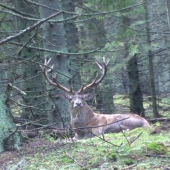 Starší pánko ma oddych...