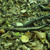 môj prvý (ihličiak)