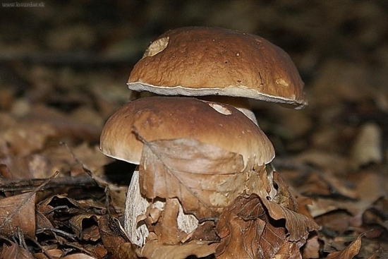 samému je v lese smutno