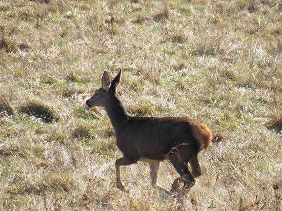 jelenička