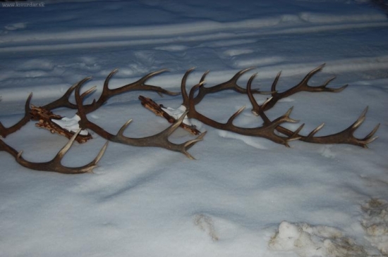 z jedneho jeleňa tochtoročne sa ešte čakajú