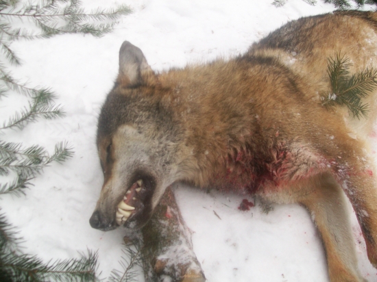 Môj úlovok presne na Silvestra