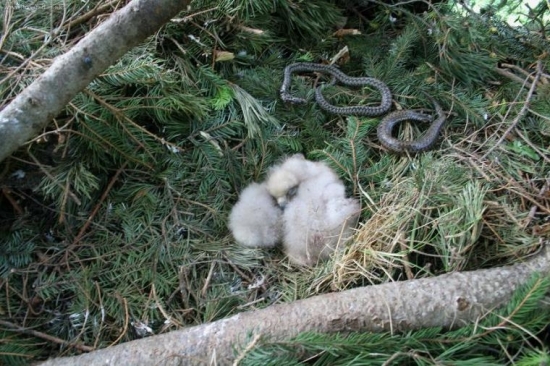 surodenci skalacata