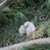 surodenci skalacata