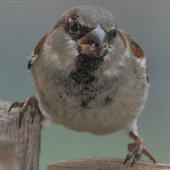 vrabec