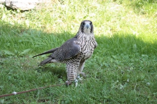 hybrid sokola polovnickeho a stahovaveho