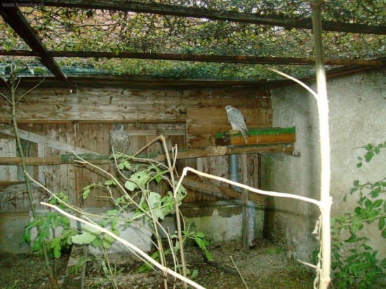 voliera oničom ale osadenstvo super