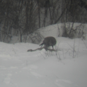 misiak si pochutnava na liske