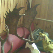 kamarátov