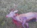 Otcov Jeleň