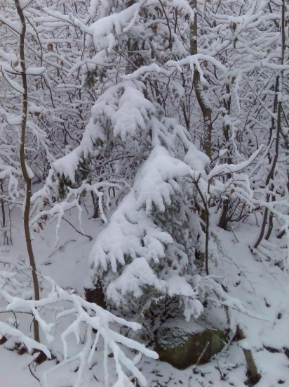Beautiful winter