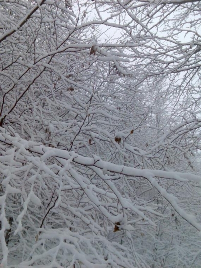 Beautiful winter